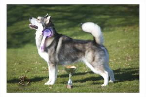 Hawkham Cup BOB Alaskan Malamute