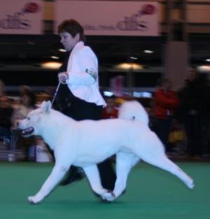 Crufts 2010