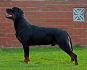Kyzer 13 Months