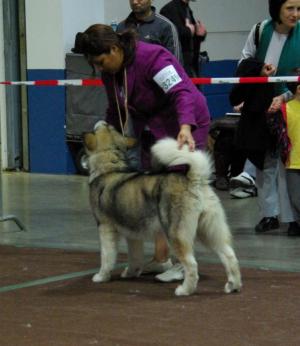 Sunday at Luxembourg International Show 2010