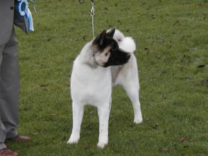 SHYLLAR TRENDI NOSE TO TAIL