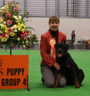 GRINGO WINNING 4TH IN THE WORKING PUPPY GROUP