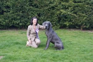 Gray 7 months old Best Puppy in Breed