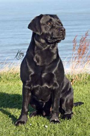 Tyson (Brigburn Farm Trader at Driffwold)