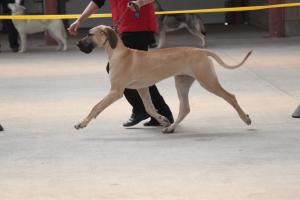 BONNY IN ACTION AGED 6 MONTHS & 5 DAYS