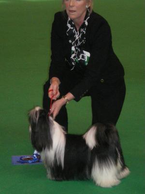 Caserose Coloour of Magic at Shionah Crufts 2010