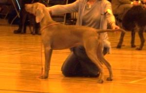 North West Canine Group 4