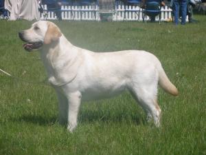 BOWSIAN UNDER THE MOONLIGHT