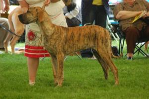 Charley her 1st time waiting for a champ judge.