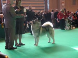 Mikey winning at crufts