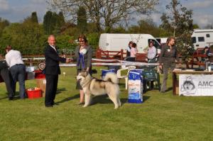 MIKEY GAINING RESERVE BEST IN SHOW 
