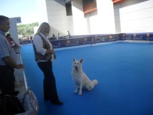 Asha (photo call in ring 13!)