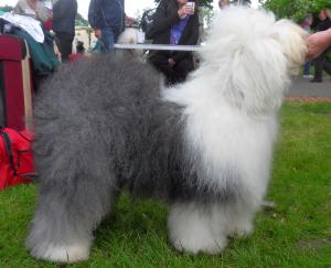 1st PGD, Reserve Best Dog