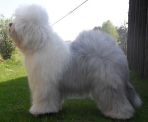 1st PGD, Best Bitch, Reserve Best of Breed