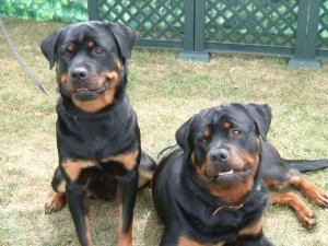 Dolcie & her STUNNING brother Kingston xx