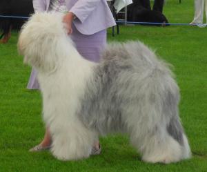 East of England Champ Show - 09/07/10