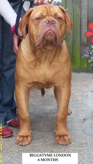 BIGGSTYME LONDON 6 MONTHS 2 DAYS OLD