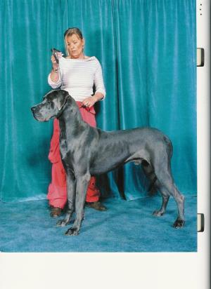 OLIVER (20 MONTHS) BEST BLUE DOG