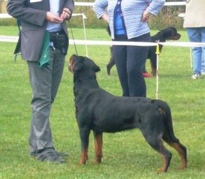 D'Arcy in the ring