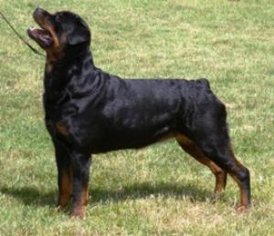 Meggie @ 2 1/2 years