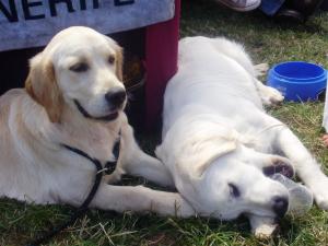 6 months old at the show