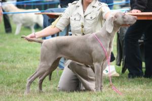 Gracie winning the RCC