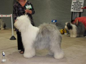 Welsh KC Champ Show - 3rd PGB - 21/08/10
