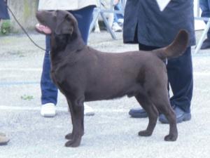 Duke in his first Italian Show