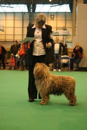 Coco at Crufts