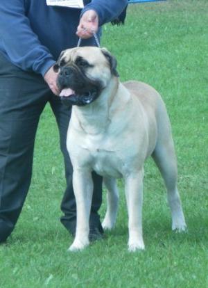 Beau - 1st Post Grad Dog