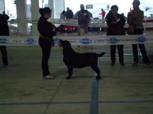 Duke showing in Campobasso