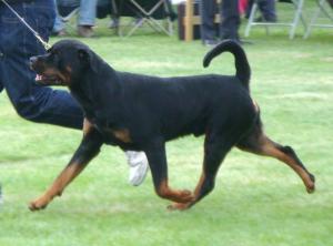 Jensen - winner of Graduate Dog