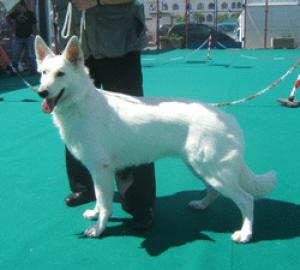 Asha