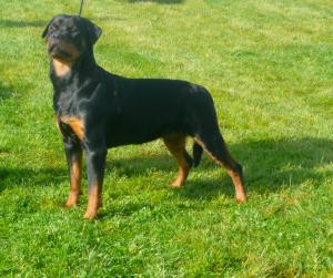 Maddie at Driffeild ch show