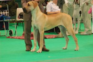 Oakley- Best Puppy Dog in Show