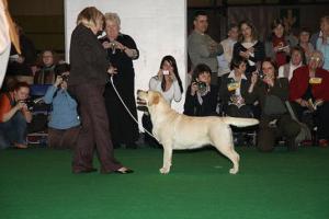 Connie @ Crufts 2008