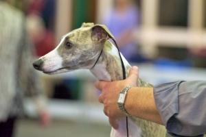 CH Palmik Magical Whispers JW