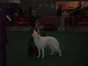 Asha in the ring