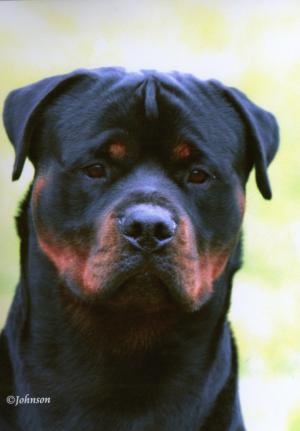 Mojo
