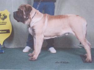 Best Novice in Show