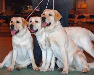 Diva with her sisters Milan and Teal.