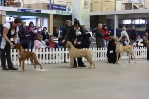 Draco in Puppy Line up