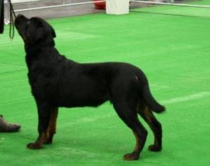 BRUNO