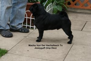 MACHO VON DER HACHELBACH TO JESSYGAFF (IMP DEU) 