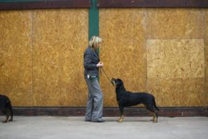 Tara wins her class at Manchester Champ Show 2011