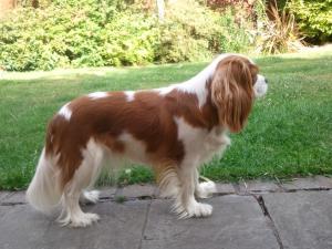 Lola (Yelzara Secret Love)