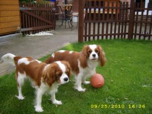 Orla:  Yelzara Irresistible with big sister Lola