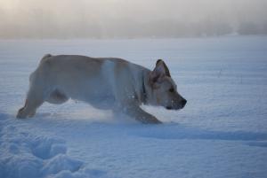 Wilma