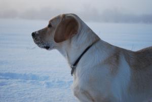 Wilma