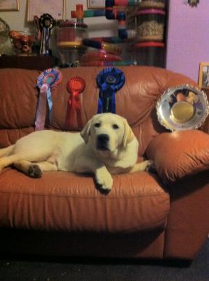 Hamish with his rosettes and trophy.